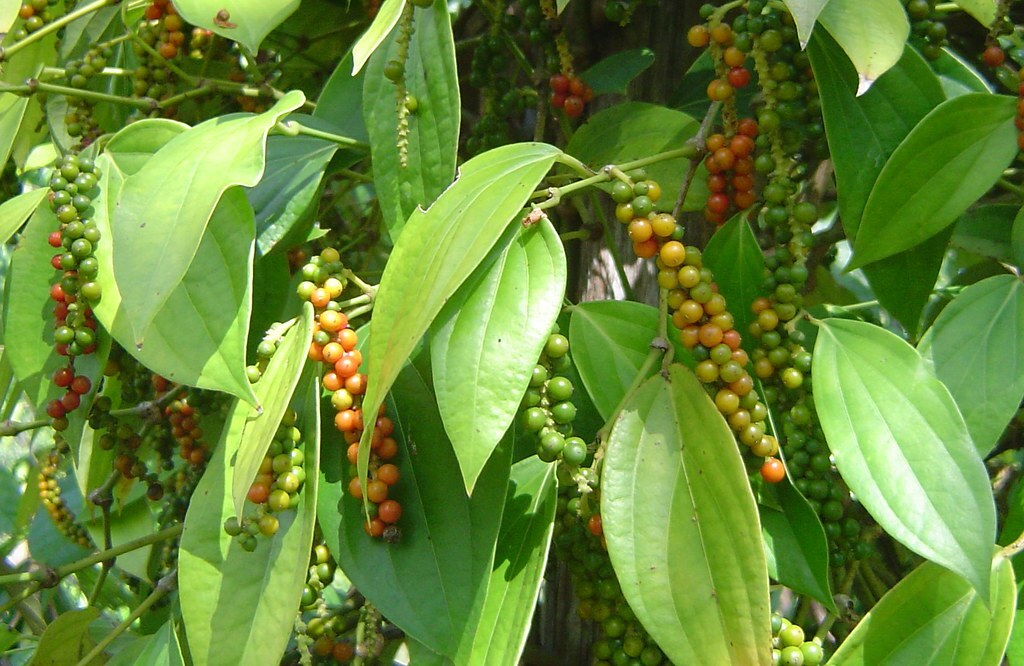 ~~BLACK PEPPER~~Piper nigrum~~Live STARTER Plant~~USA Seller~~