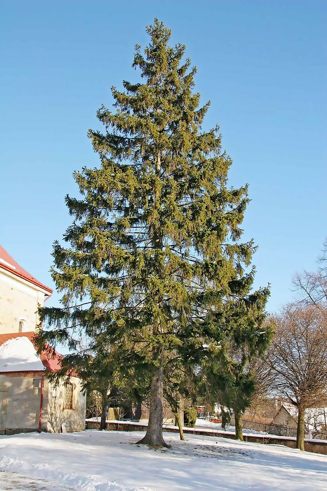 Norway Spruce, Picea abies, Tree Seeds (Evergreen, Fast)
