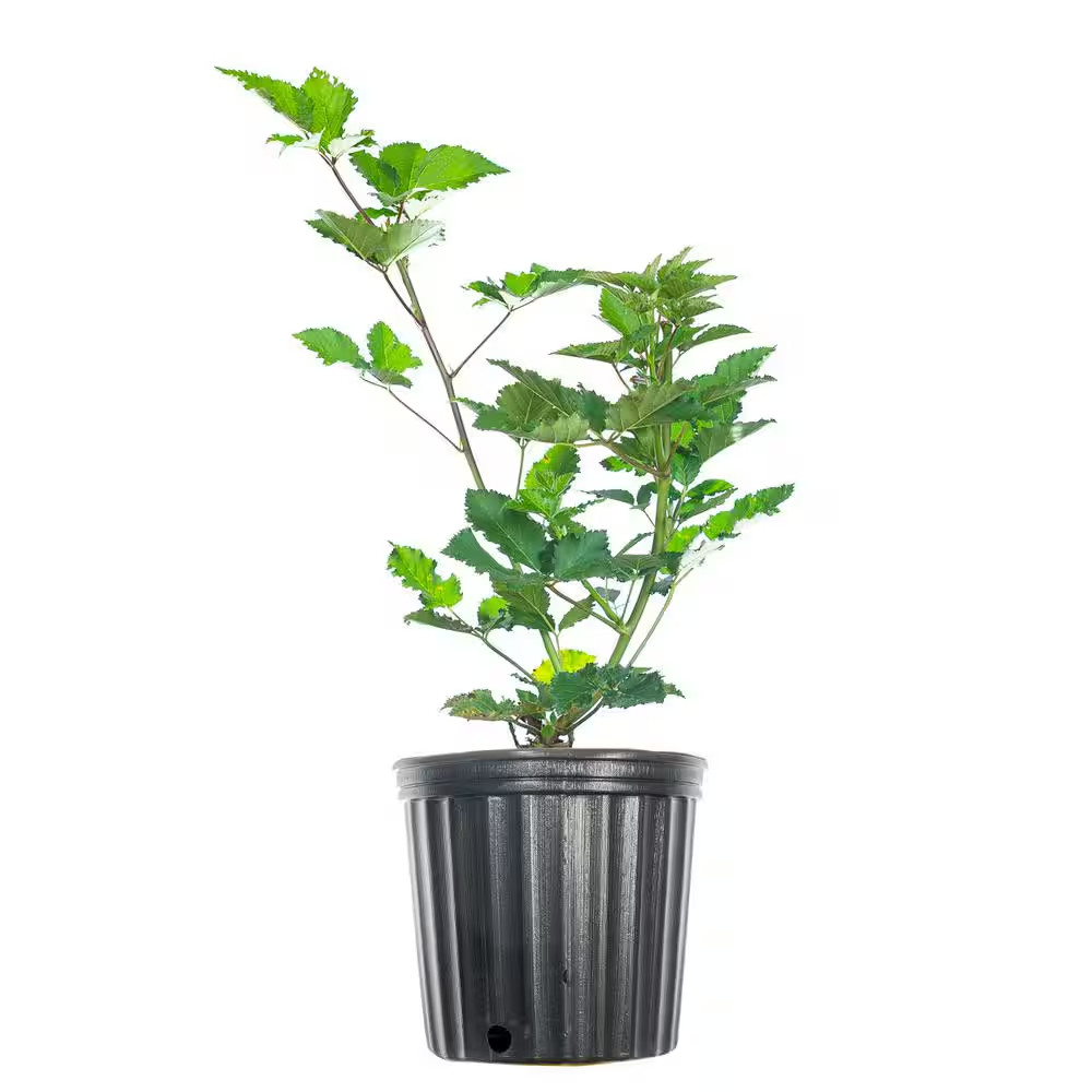 Ponca Blackberry Thornless Plants, 2 years old, 1 gallon potted. Shipping Now!