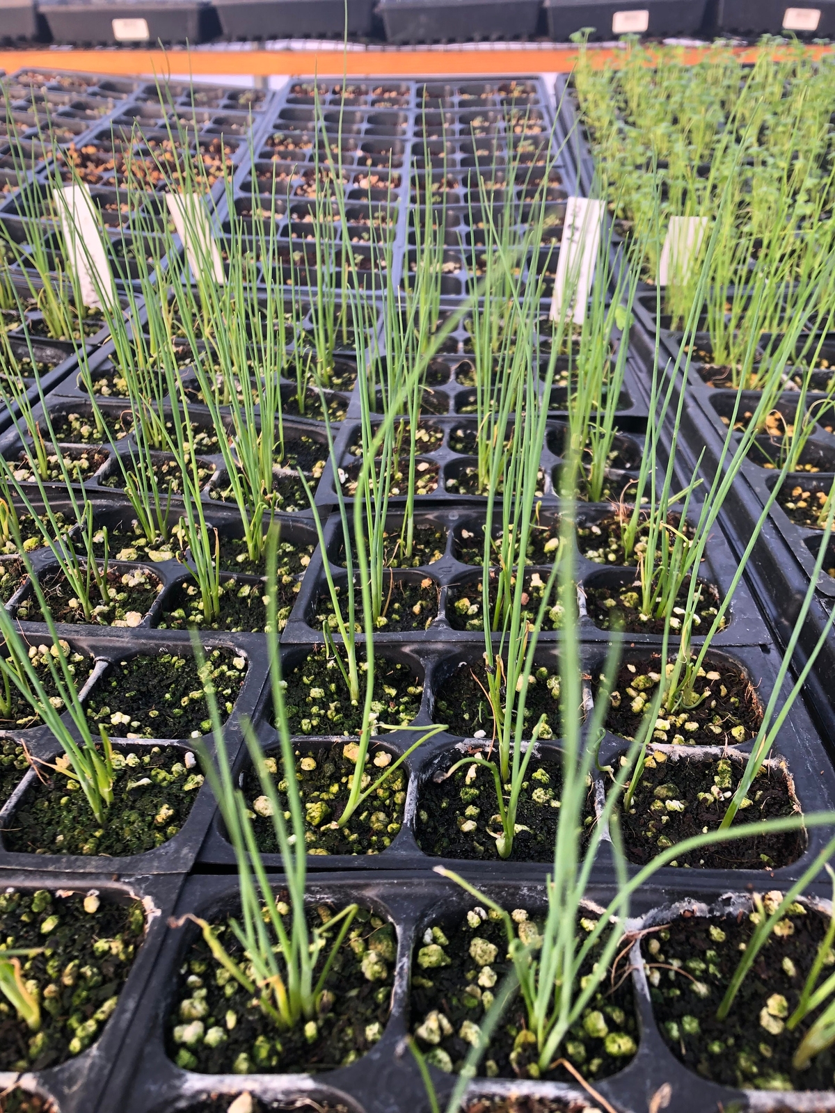 Chive Live Plants – Seedlings/Plugs- 4″- 5″ tall – 40-60 days old.