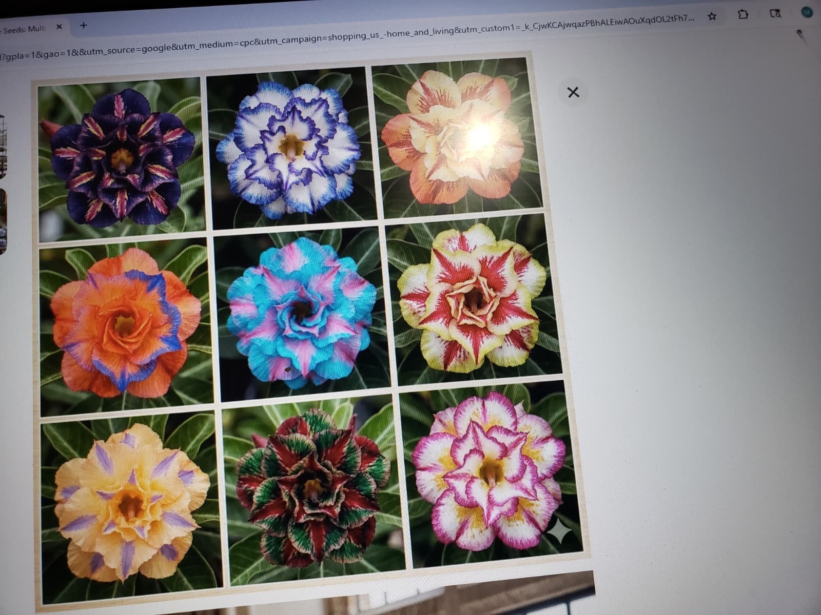 20 Mixed Color-Different Variety-Shape Desert Rose Seeds- USA Seller-Free Ship