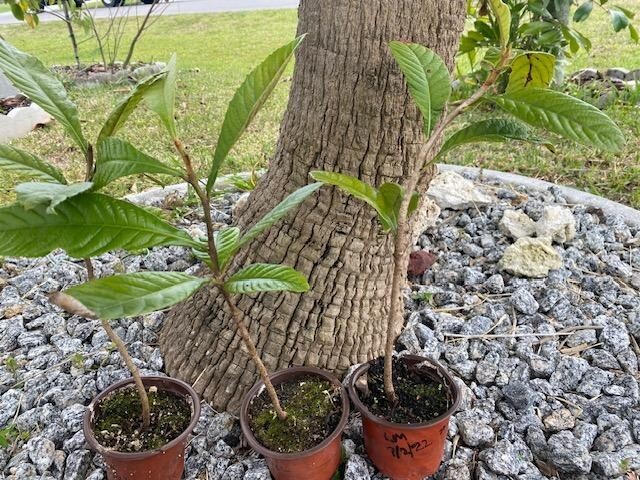 LOQUAT SEEDLINGS (ERYOBORTRYA JAPONICA) JAPANESE PLUM/APRICOT, NISPERO JAPONES