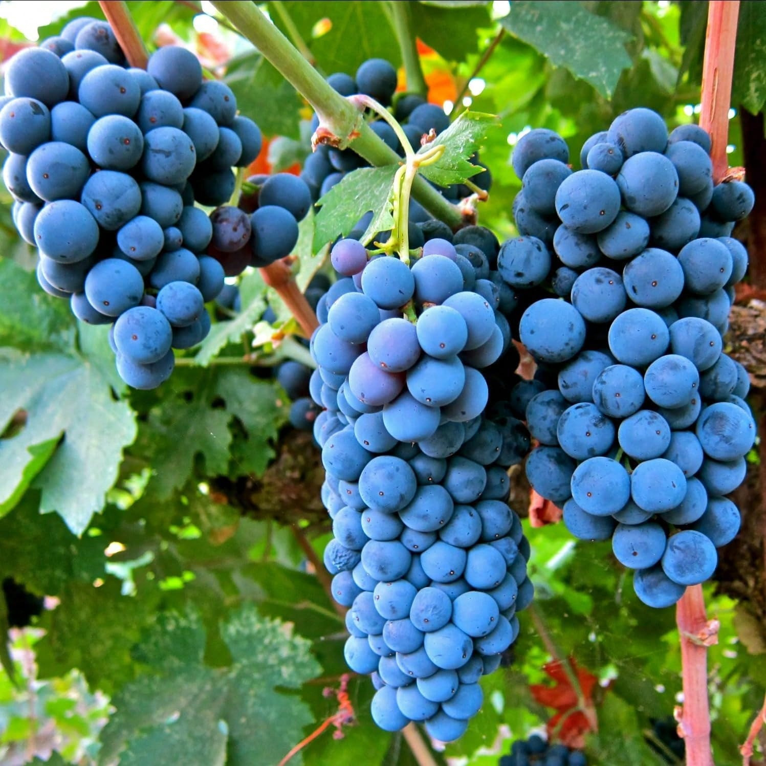 1000+ Mixed Fruit Seeds Berry Seeds for Planting Home Garden Outdoor Berry Seeds