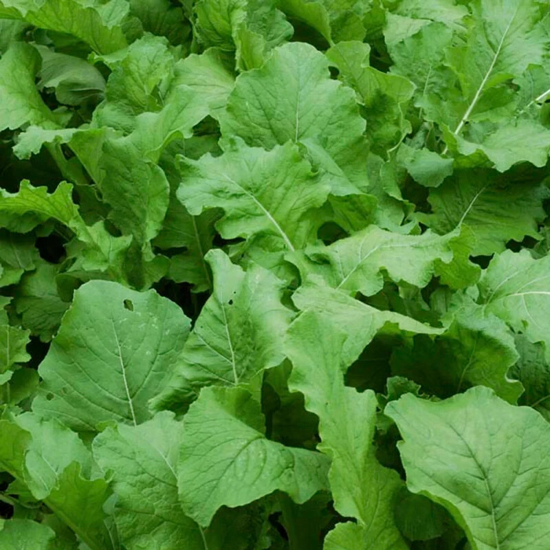 700+ 7 TOP TURNIP SEEDS. FRESH FOR GARDENS NON – GMO