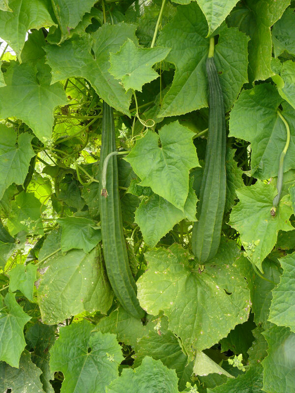 Luffa Sponge Gourd Seeds, Vegetable Sponge, Dishcloth Gourd, NON-GMO, FREE SHIP