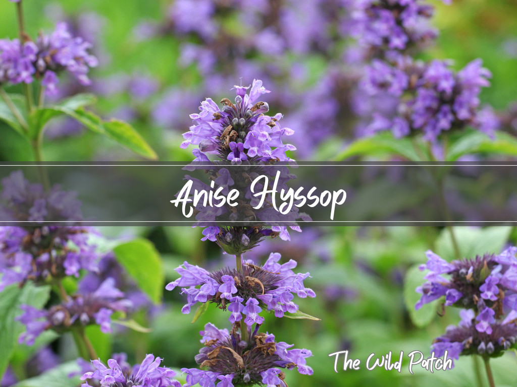 Anise Hyssop – 500 Seeds – A favorite of Swallowtails, Monarchs & bees
