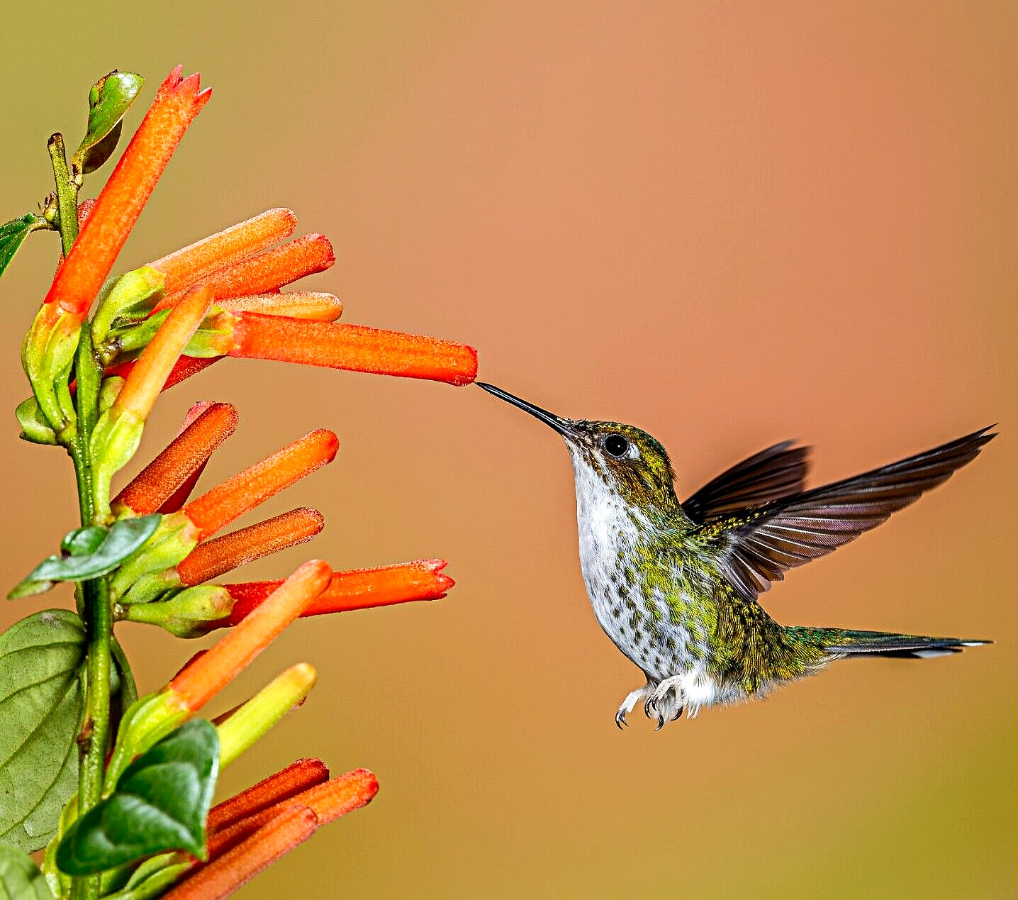 1000+ WILDFLOWERS SEEDS SPRING HUMMINGBIRD MIX BUTTERFLY POLLINATORS BEES USA