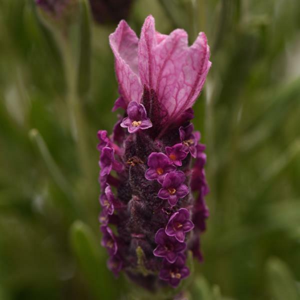 Lavandula Seeds 25 Lavender Bandera Deep Rose Spanish Lavender Seeds