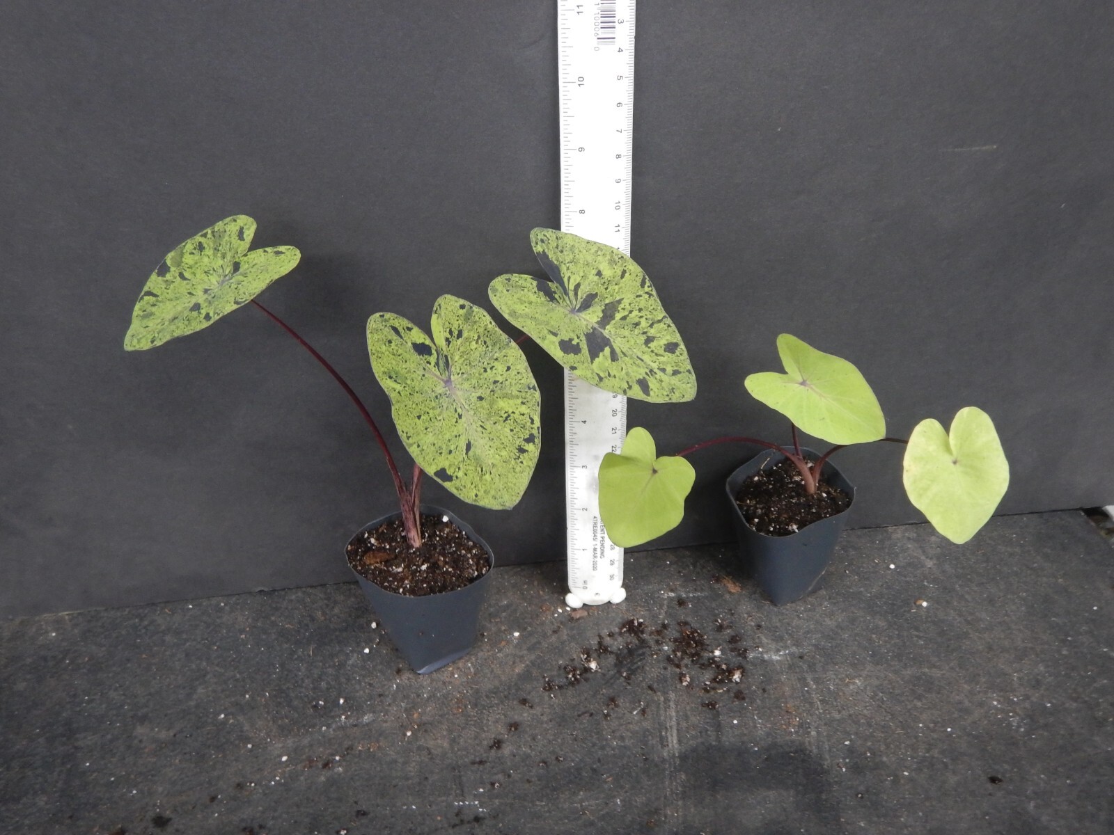**MOJITO** Elephant Ear Colocasia Esculenta Starter Plant**USA Seller**