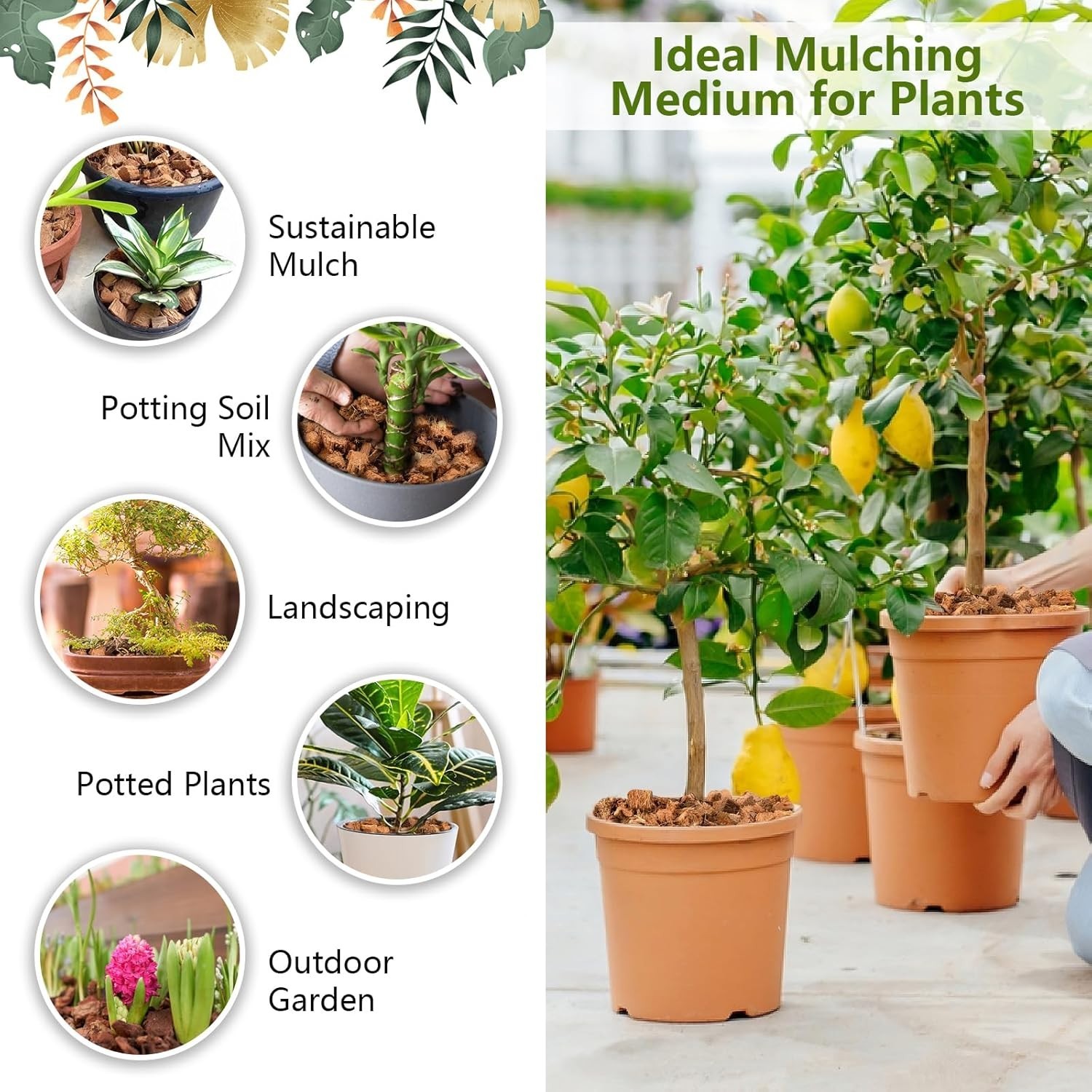 Coconut Shell Expanded Bricks, 5 lbs – Coconut Peat Moss for Plants