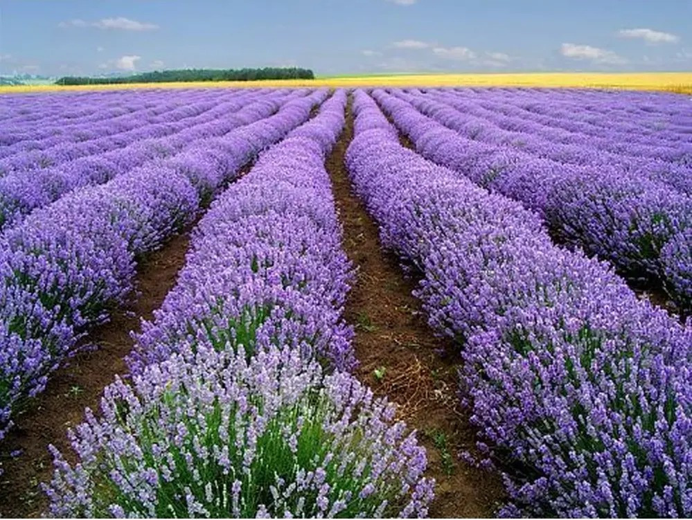 1000+ LAVENDER VERA SEEDS — HEIRLOOM — STRONG SCENT – MEDICINAL
