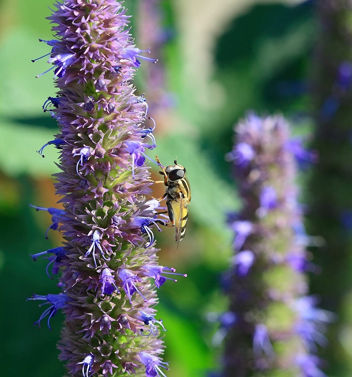 Anise Hyssop Seeds for Planting Stunning Wildflowers Agastache foeniculum