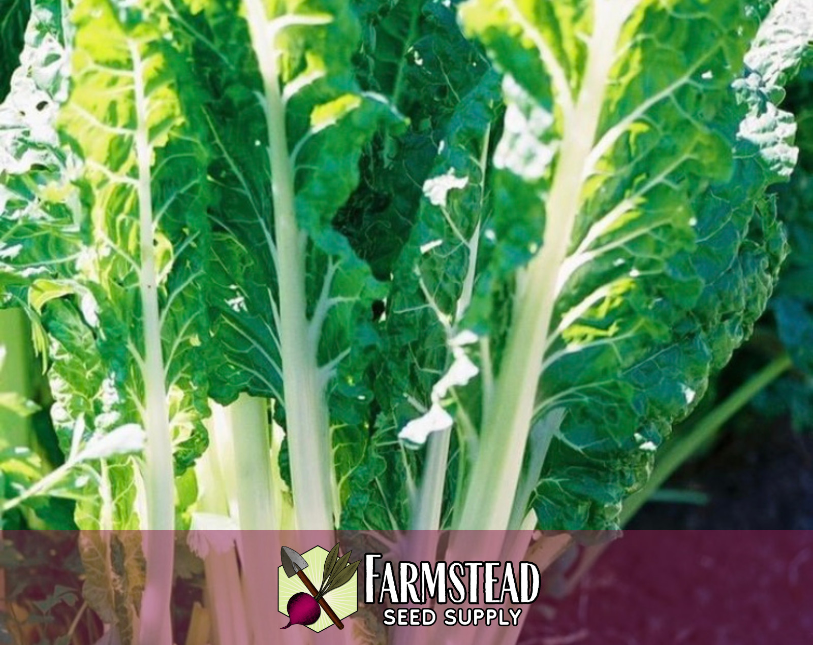 300+ Swiss Chard Seeds [White Lucullus] Vegetable Gardening, Heirloom, Non-GMO