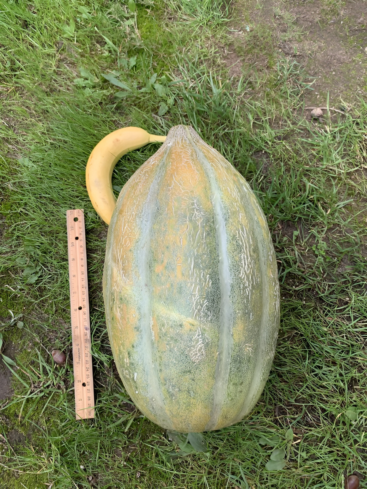 50 Heirloom HUGE Bidwell Casaba Melon Seeds – Up to 15lbs Of Sweetness!