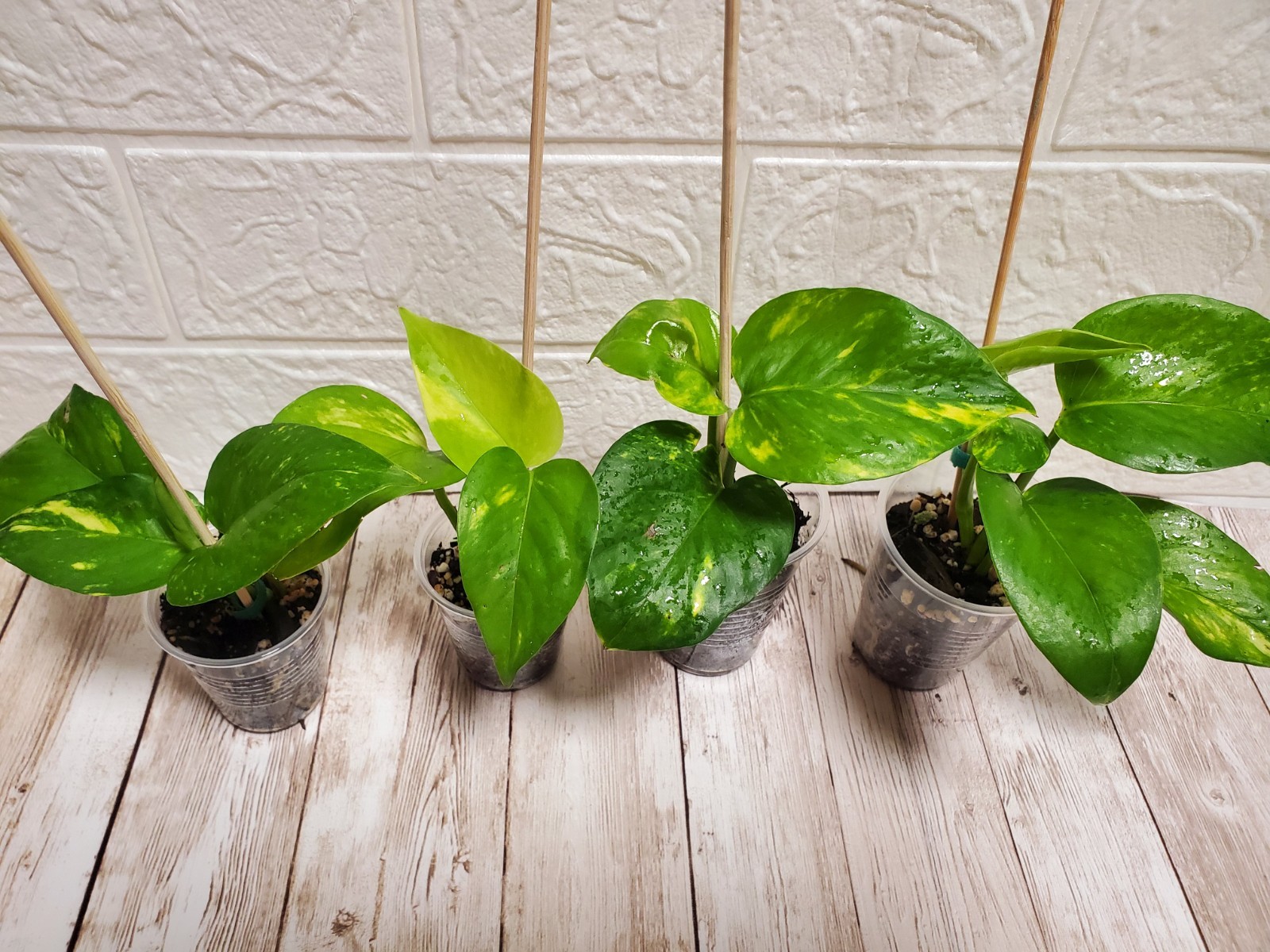 🪴Hawaiian Pothos Live Rooted Starter Plant GIANT form highly Variegated