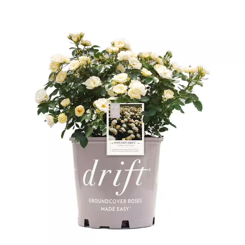 1 Gal. Popcorn Drift Rose Bush with Soft Yellow Flowers