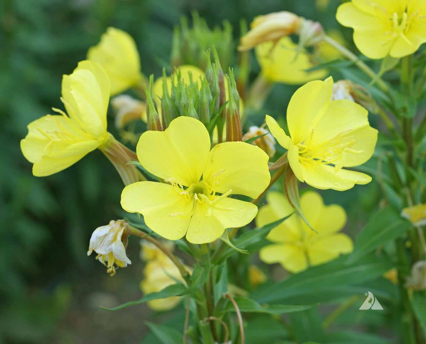 2000+ YELLOW EVENING PRIMROSE SEEDS NON – GMO FRESH FOR YOUR FLOWER GARDENS