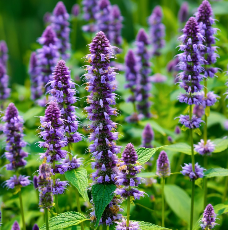 Anise Hyssop Seeds – 250 | Fragrant Purple-Blue Easy-Grow Perennial