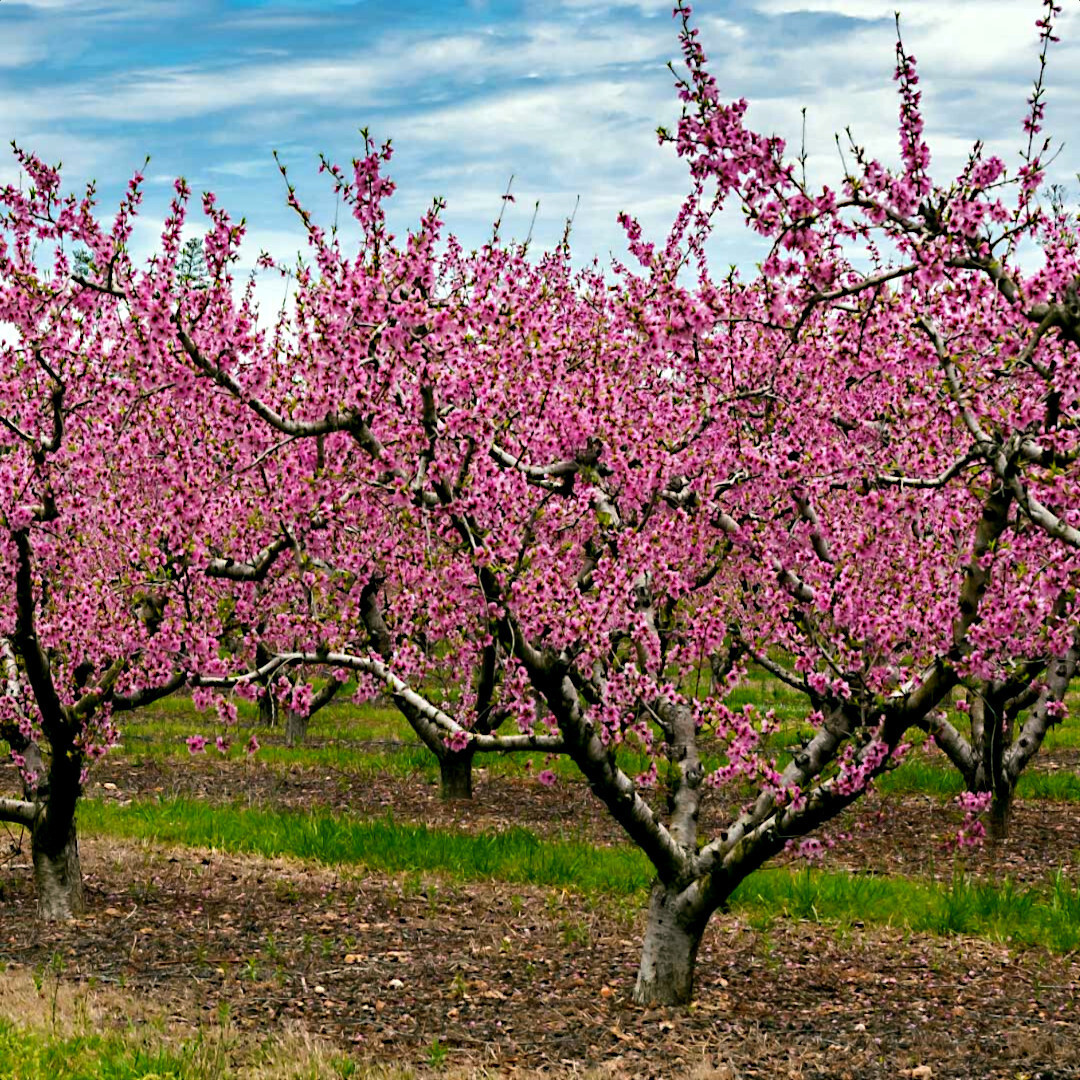 Peach Tree Seeds Dwarf Loring NEMAGUARD (Prunus persica) Fast Hardy Fruit Plant