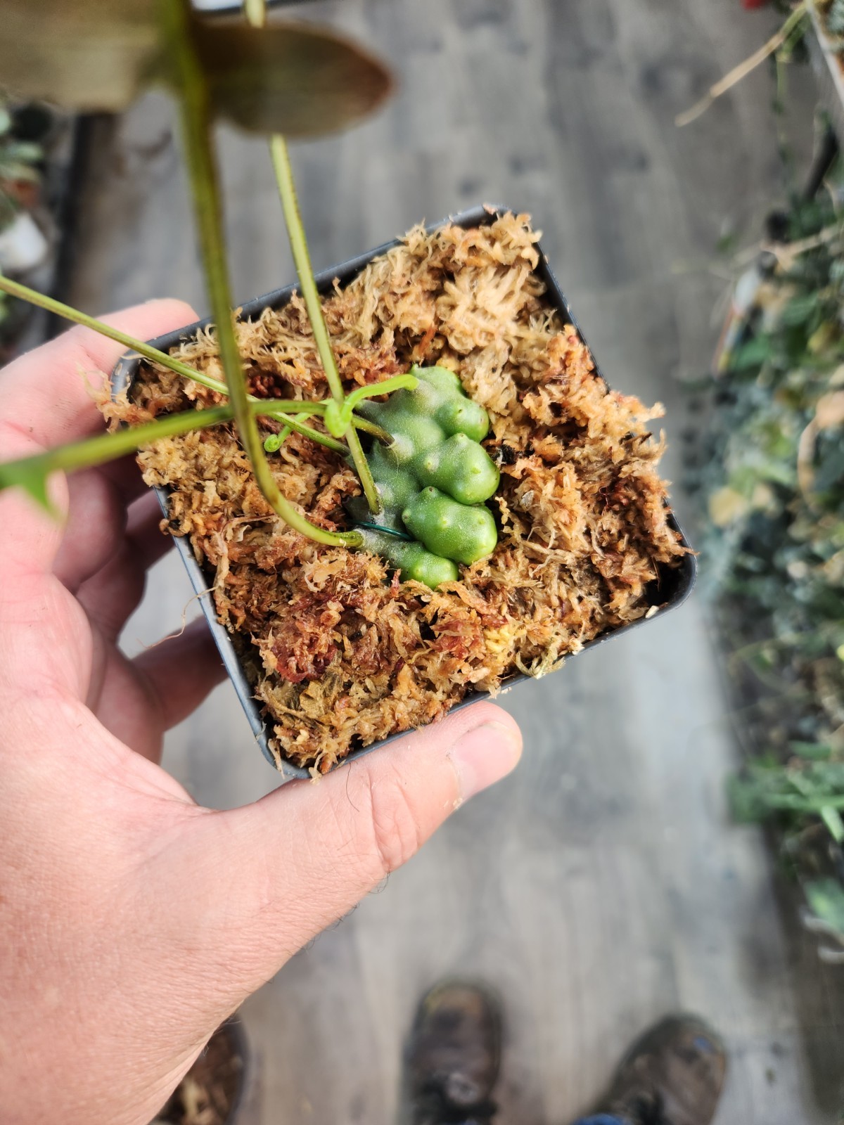 Lecanopteris Luzonensis Thin Leaves Lightly Rooted Division Fedex 2 Day Ship