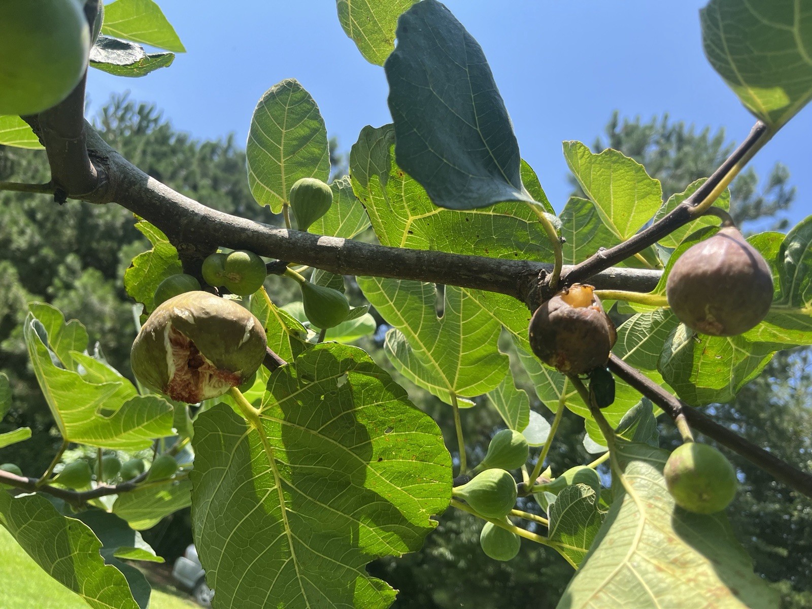 5 FIG TREE CUTTINGS -FRESH- From Fruiting Tree 8 in Each Organic