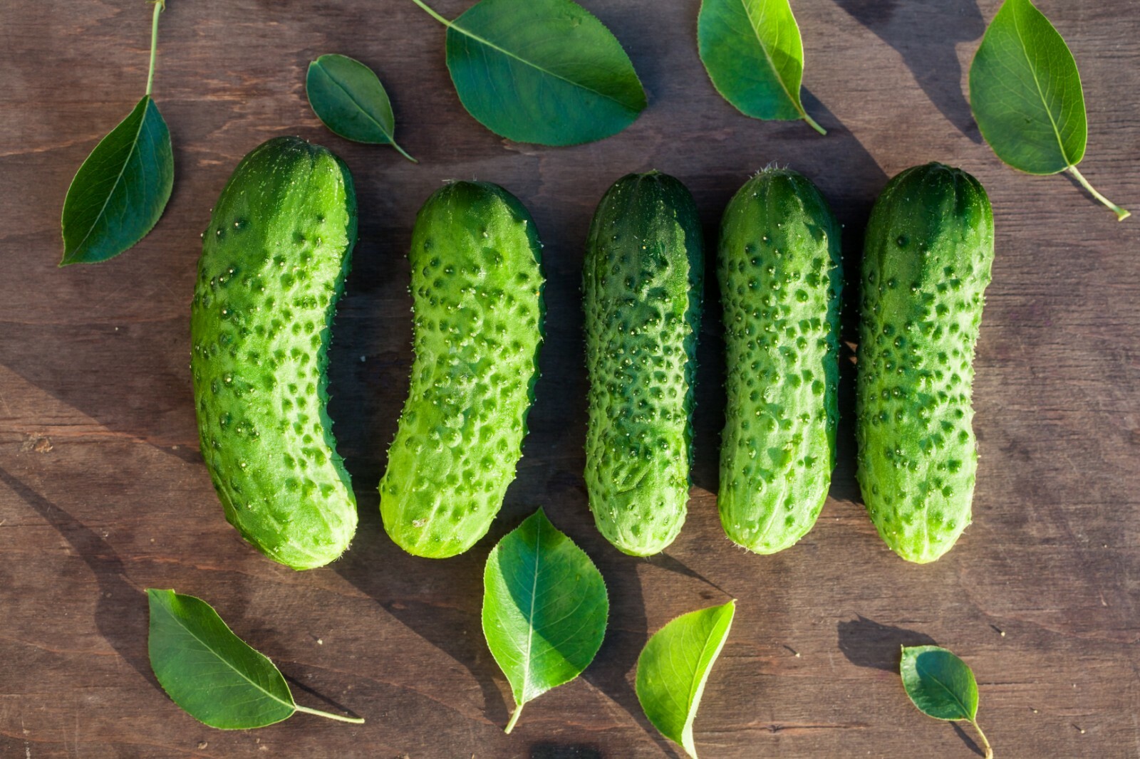 25 BOSTON PICKLING CUCUMBER SEEDS FRESH HARVEST FOR GARDENS