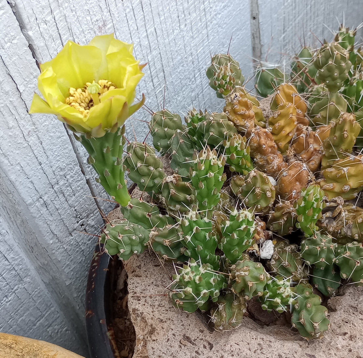 Grusonia bulbispina Rare Durango, Zacatecas Mat Forming Cactus 4 Cuttings