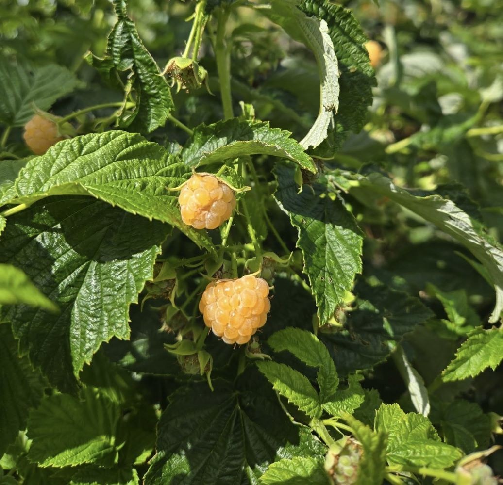 ( 1 ) – Fall Gold Everbearing Raspberry – Starter Plant ( L4 ) ( 1 live plant )