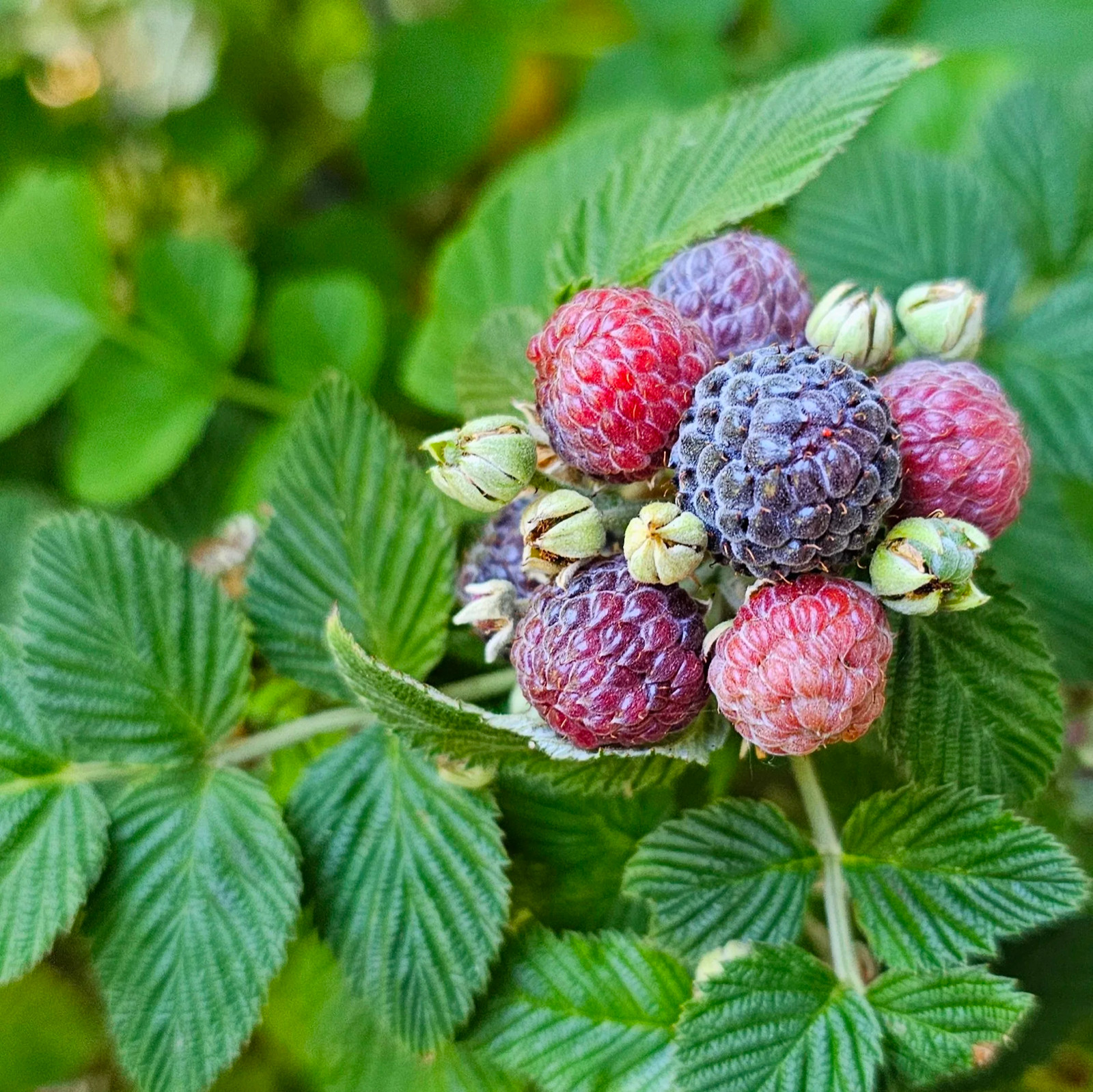 1 Mysore Black Raspberry Starter Plug Rubus niveus