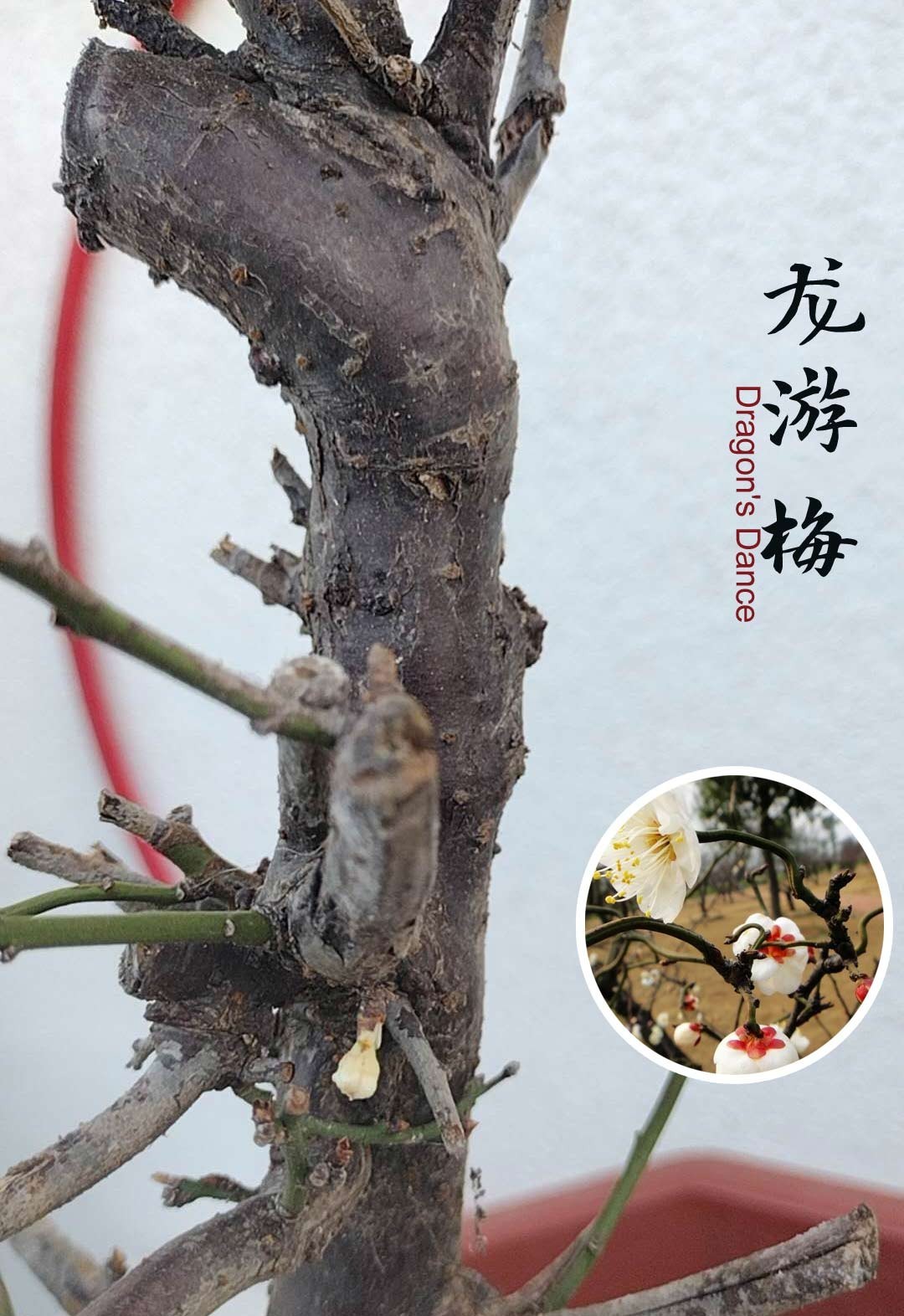 Prunus mume ‘Longyou’ Bonsai Dragon’s Dance Japanese Apricot Bare root shipping