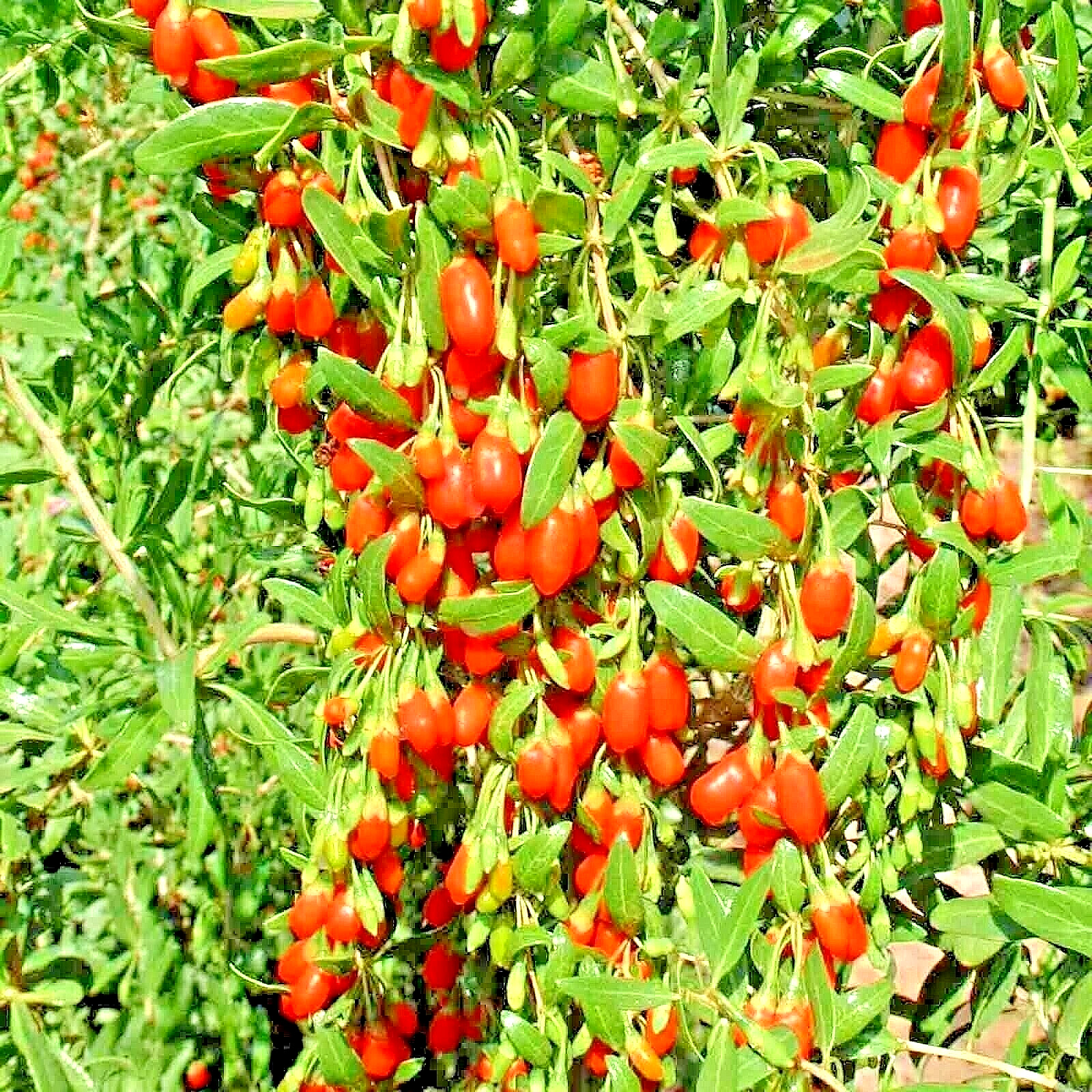 500+ GOJI BERRY SEEDS AUTUMN PERENNIAL NON-GMO CHINESE WOLFBERRY HARDY FRUIT USA