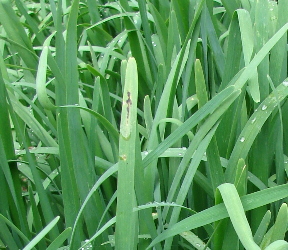 200+ Garlic Chives Seeds Heirloom NON-GMO Always Fresh Seeds for Your Garden