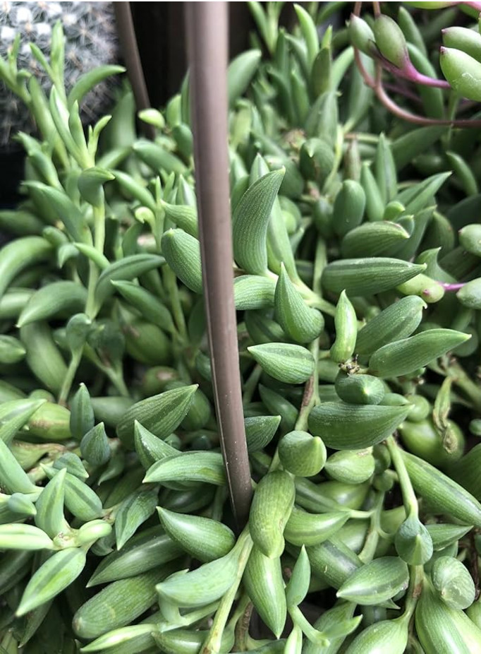 String of Bananas Hanging Trailing Succulents in 2″/ 4″ Pot Banana Shaped Leaves