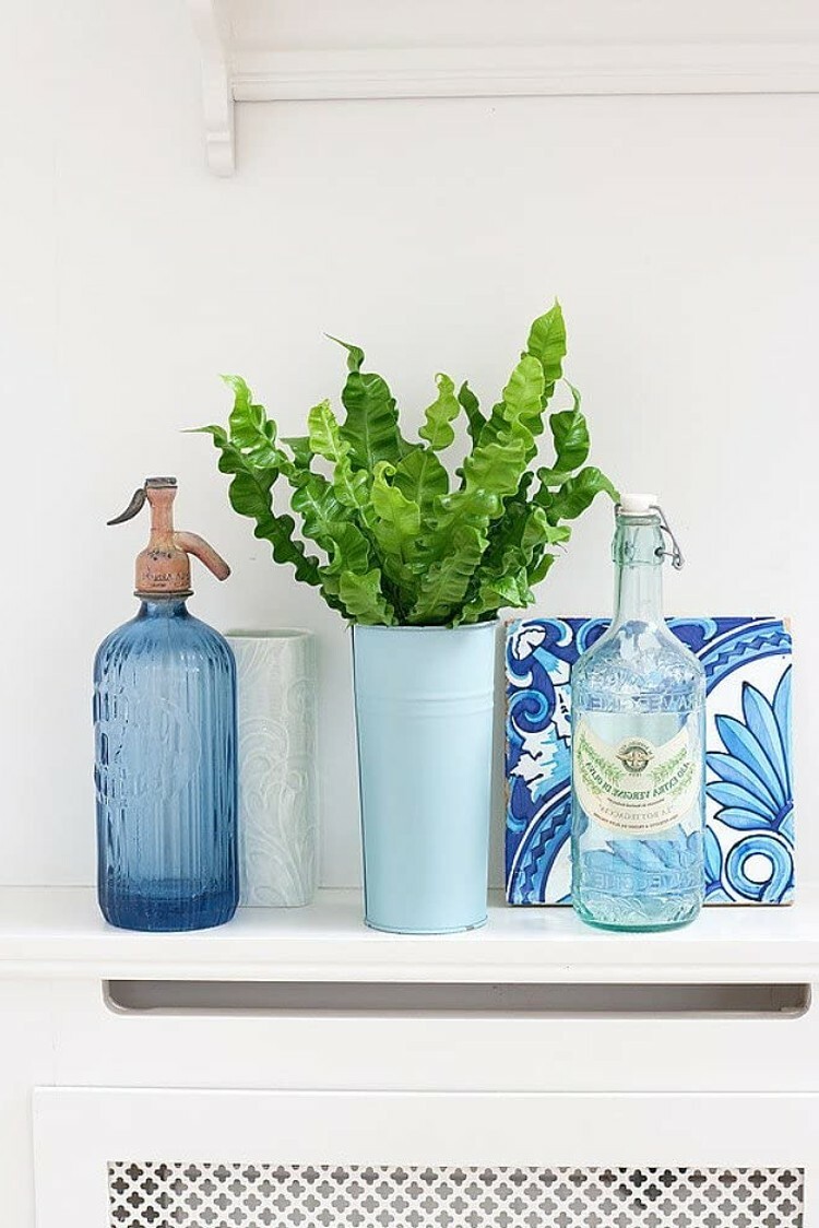 Asplenium Wave Crispy Fern Clean Air Machine Easy Grow House Live Plant 2.5″ Pot