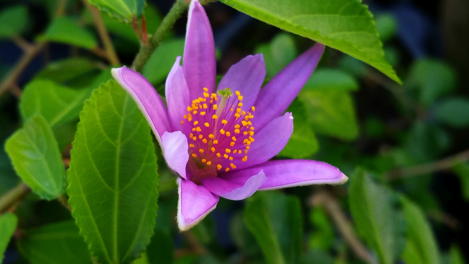 LAVENDER AFRICAN Star Flower Tropical Tree Plant Purple Pink Single Bloom