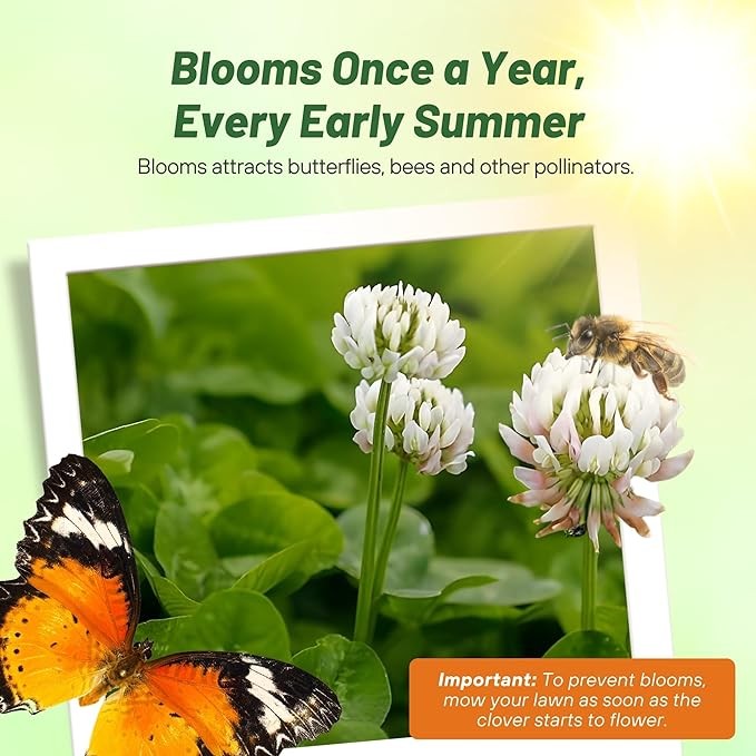 25 LBS Miniclover Seed For Planting No Mow Drought Tolerant Clover Lawns
