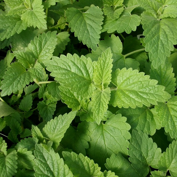 Catnip Seeds | Nepeta Cataria | Heirloom / Non-GMO | Free Shipping | 1164