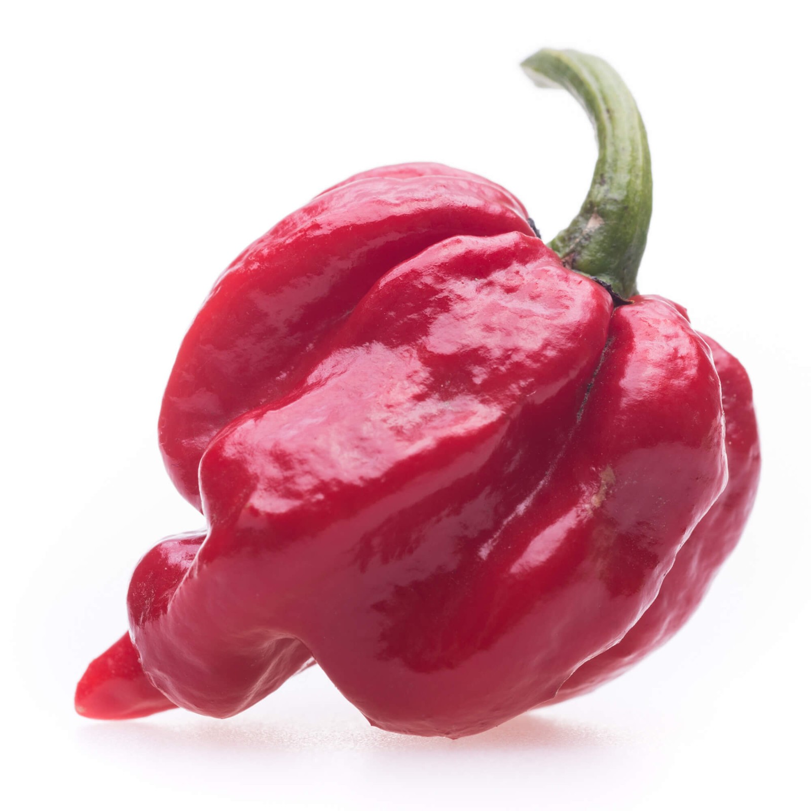 Trinidad Moruga Scorpion Pepper Seeds | 2012 Hottest Pepper | Free Ship | 1235