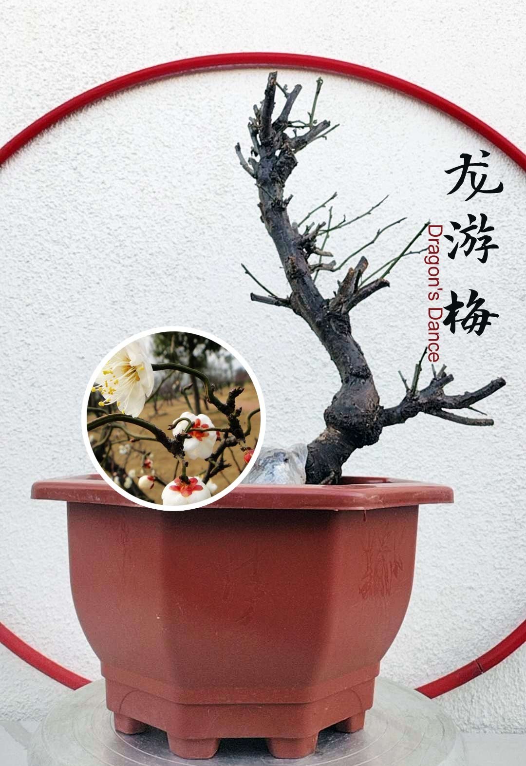 Prunus mume ‘Longyou’ Bonsai Dragon’s Dance Japanese Apricot Bare root shipping