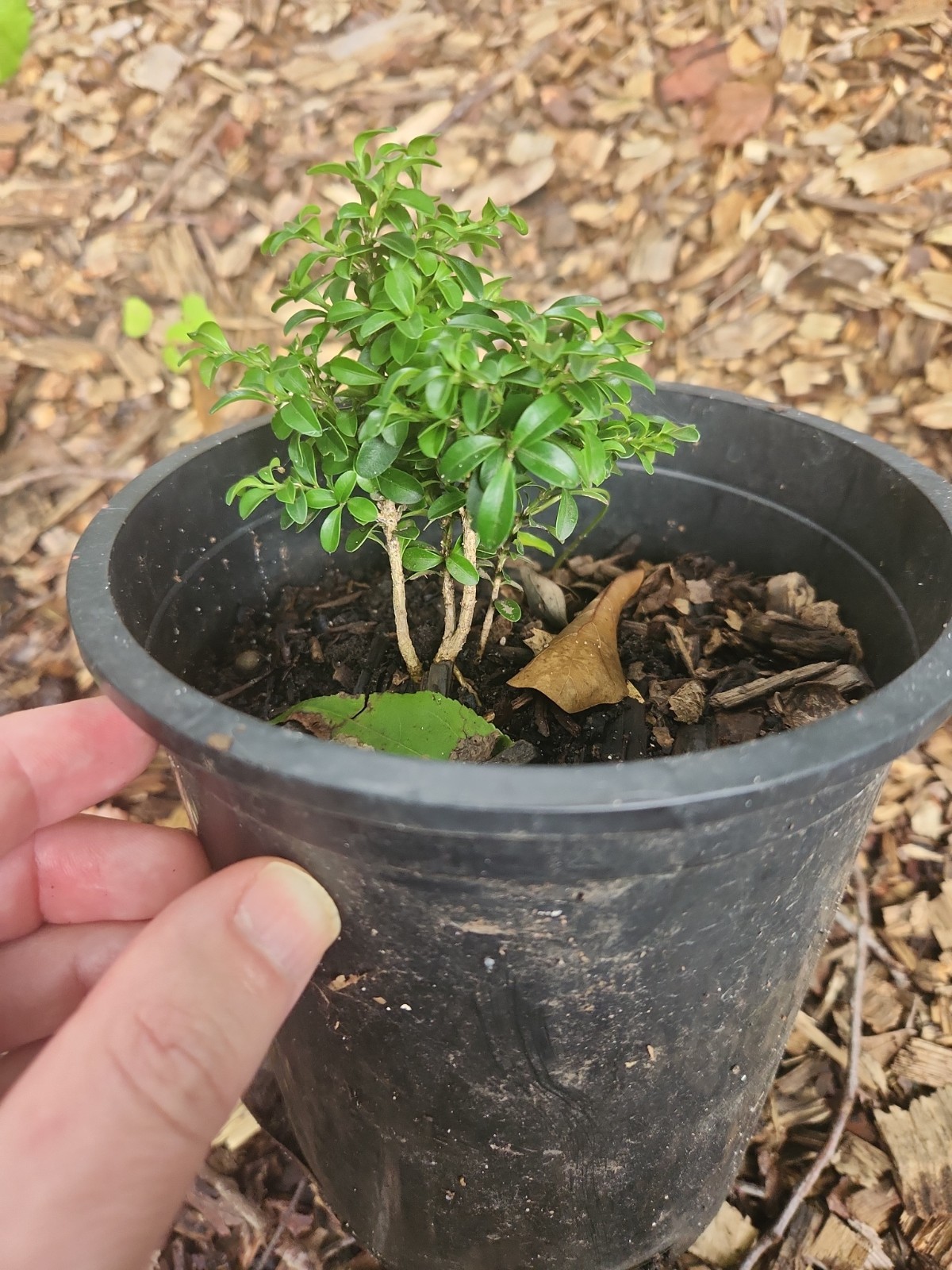 Rare Kingsville Boxwood From Father Paul’s Famous Kingsville Mame Shohin Bonsai