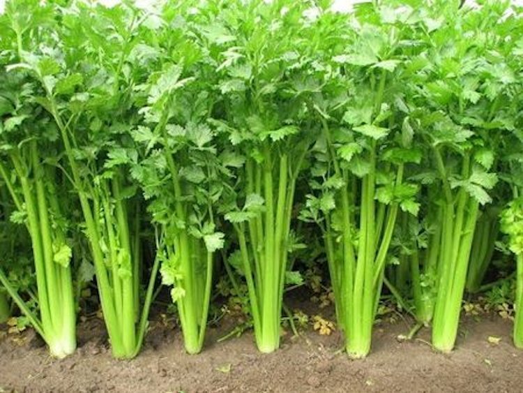2500 Chinese Celery Seeds Non-GMO Heirloom USA Seller