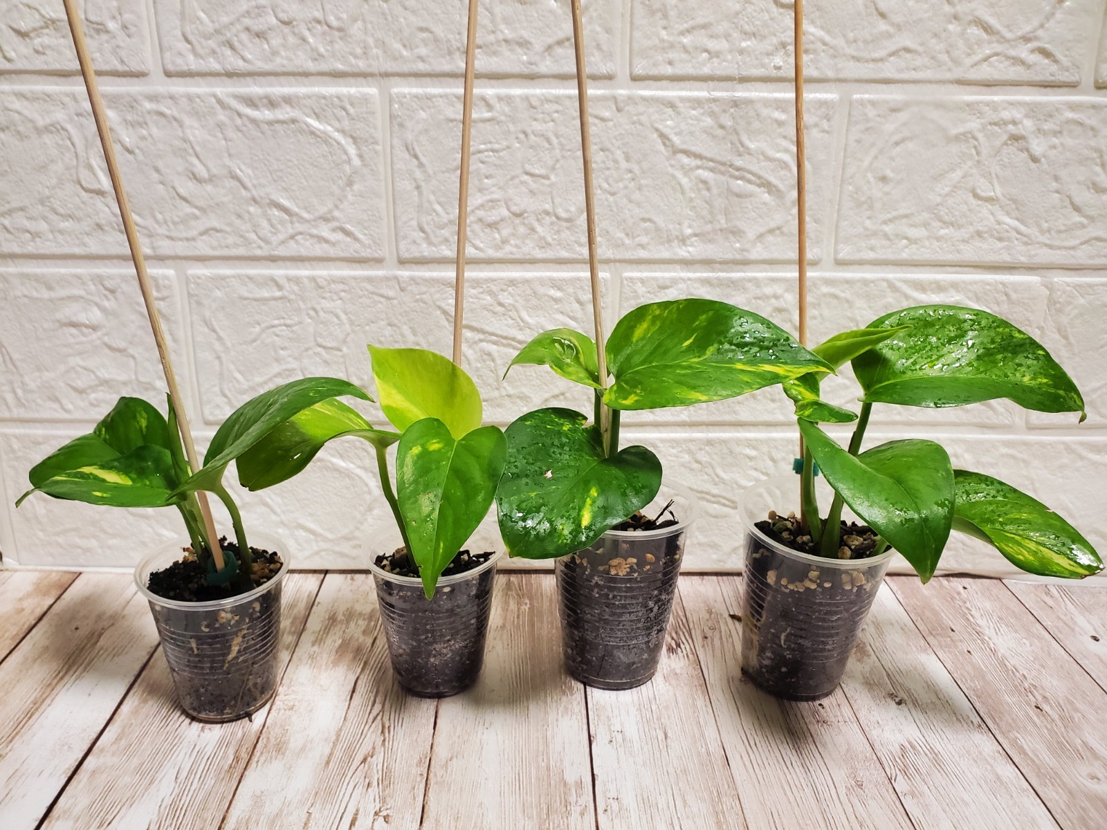 🪴Hawaiian Pothos Live Rooted Starter Plant GIANT form highly Variegated