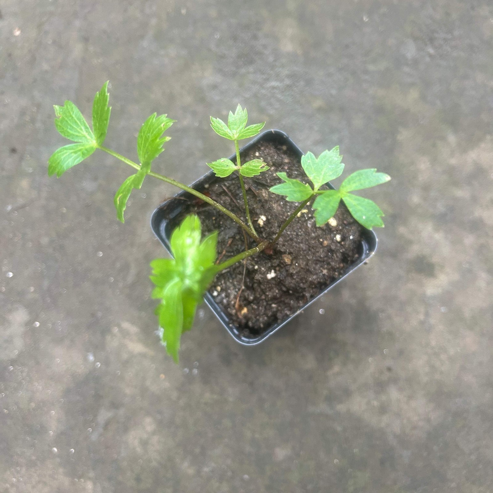Lovage Live Plants – Culinary Herb, Celery Flavor, Perennial, Zones 3-9