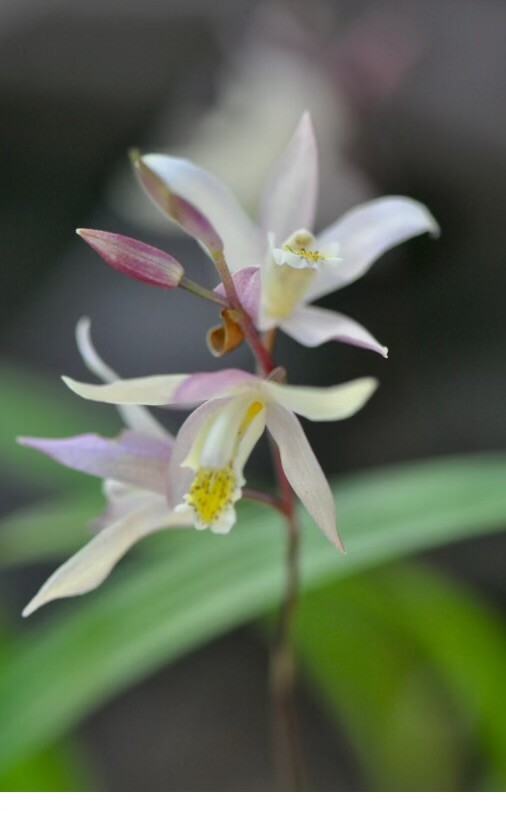 Bletilla Terracotta Princess, Rooted Cold Hardy Orchid Plant Shipped in 3″ Pot
