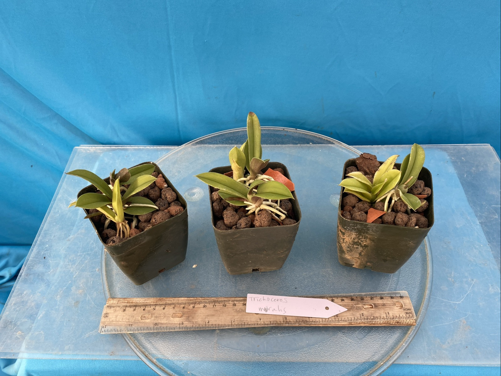 Trichoceros muralis Striped Purple Amber Gold Orchid Species NEW GROWTH 4” Pot