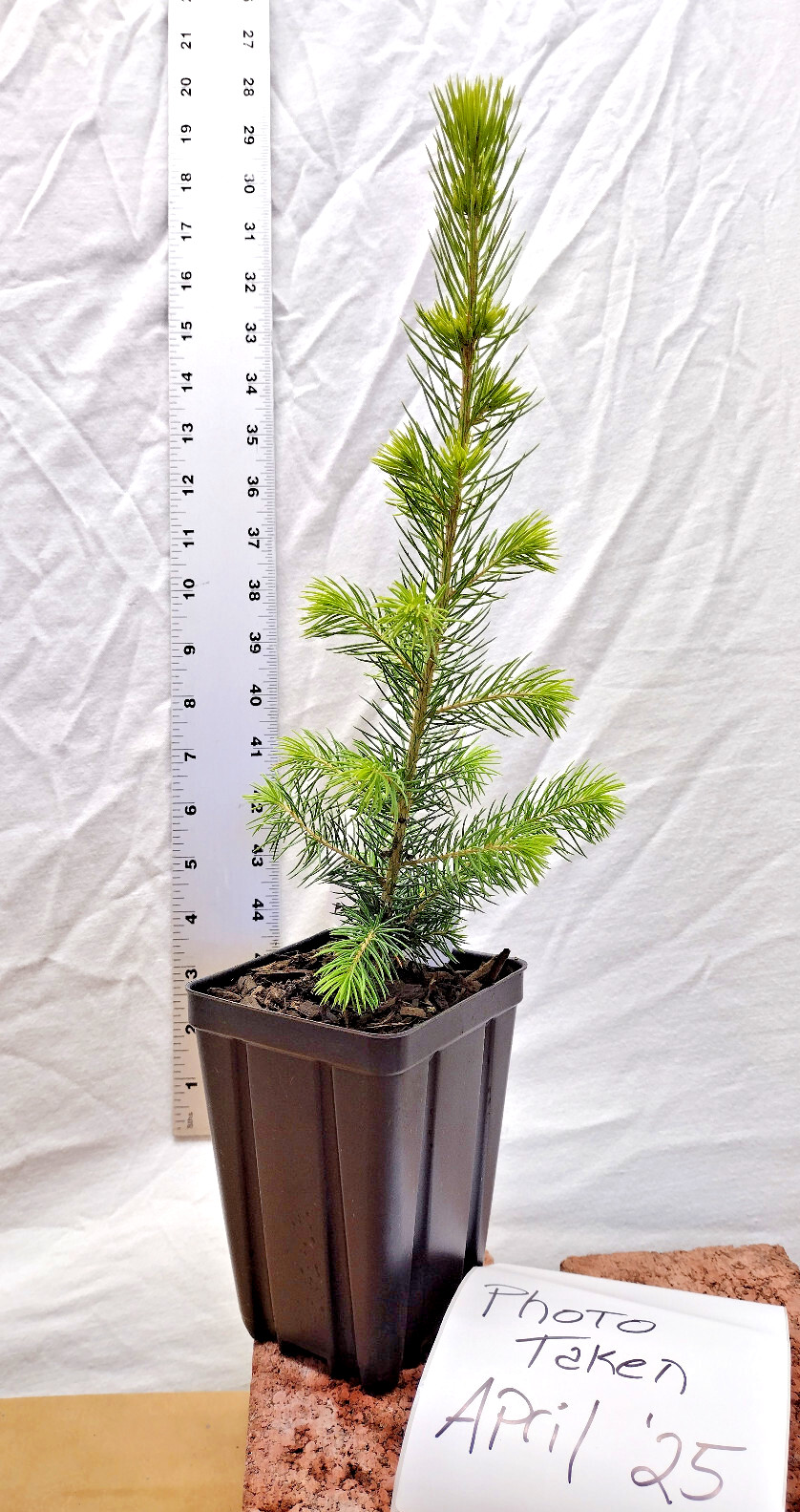 Black Hills Spruce 2 year old tree. Picea glanca var densata. mariana.