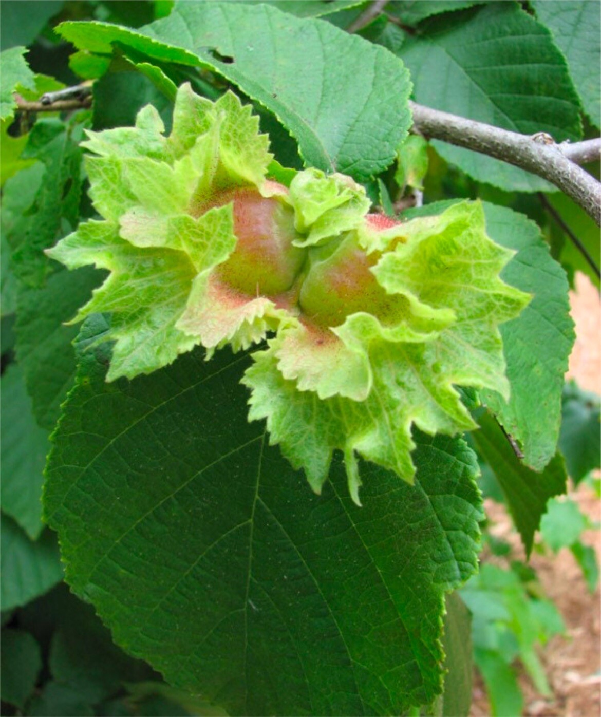 8-12” tall Hazelnut plant (Corylus Americana) 1-2 years old