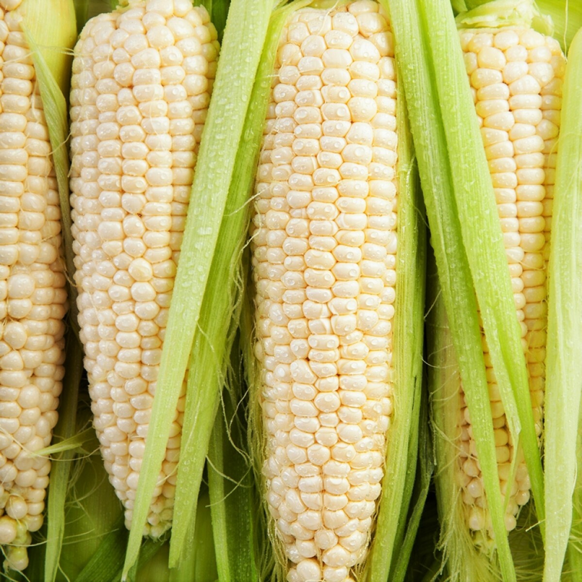 Silver Queen Sweet White Corn Seeds |Untreated Shoepeg Fresh Vegetable Seed 2024