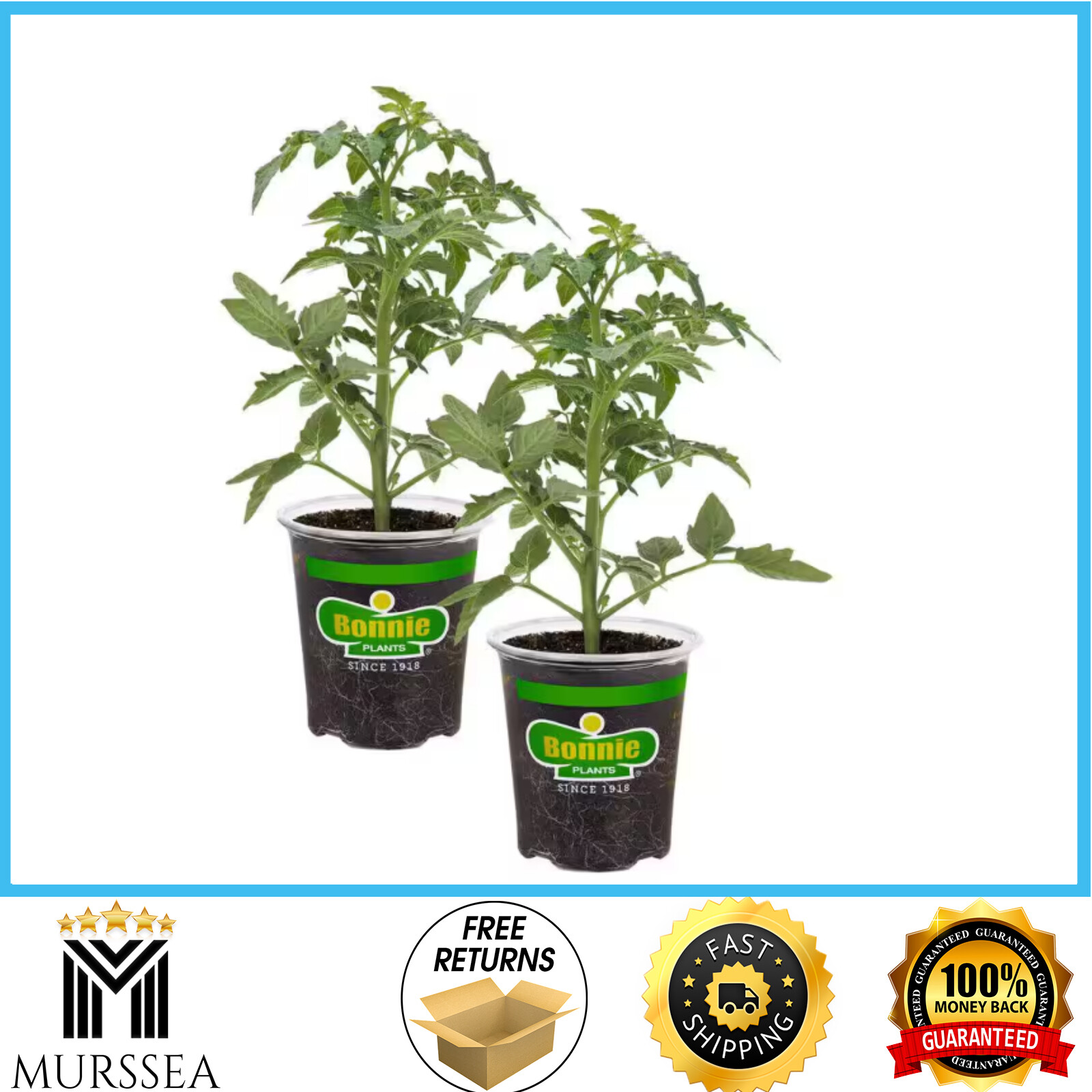 Bonnie Plants 2-Pack Big Beef Tomato 19 oz Disease-Resistant Non-GMO Full Sun