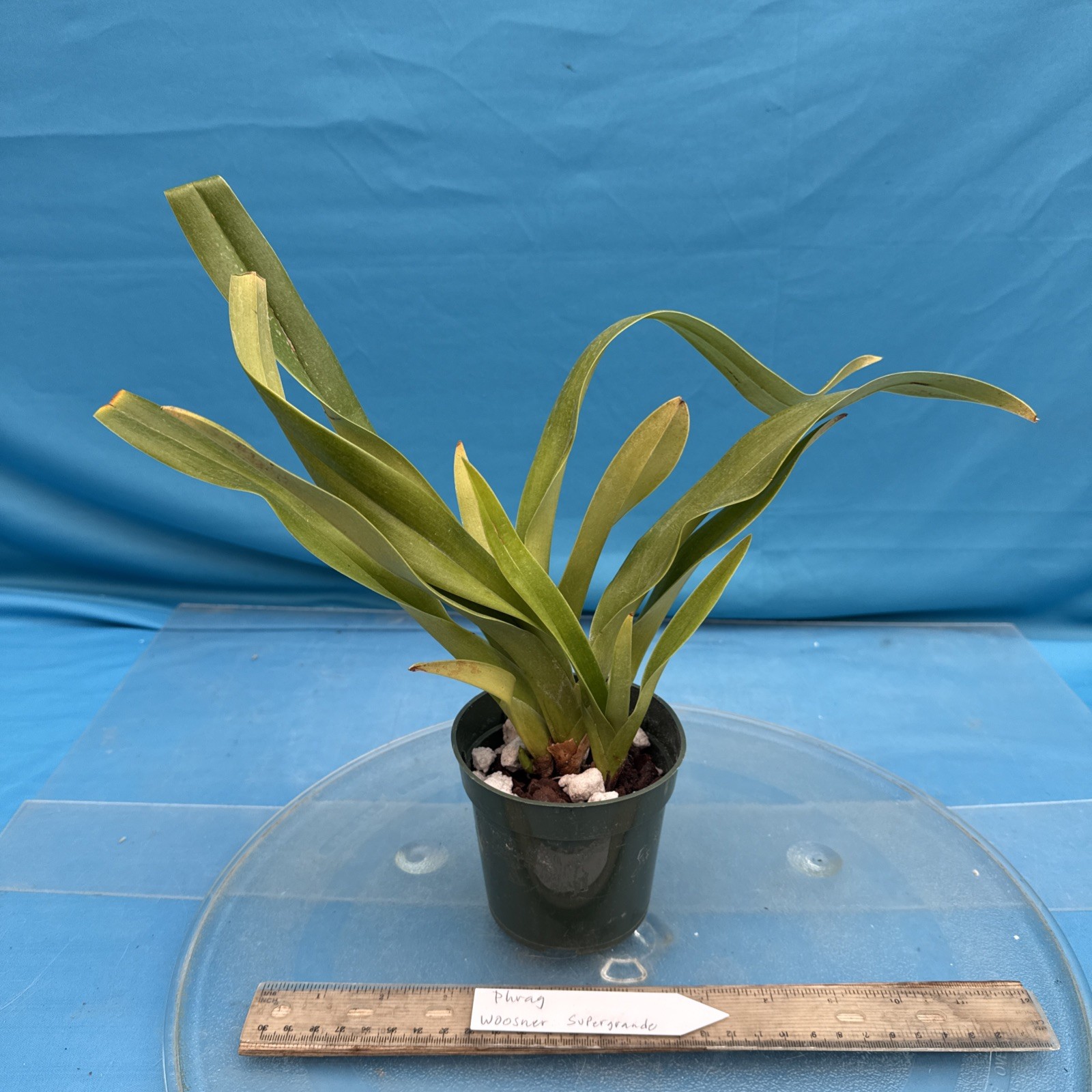 Phragmipedium Wossner Supergrande Olive Green Red Orchid 3 Growths 3.5” Pot